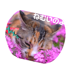[LINEスタンプ] 猫のマルコとモモコ