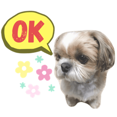 [LINEスタンプ] シーズーのはな