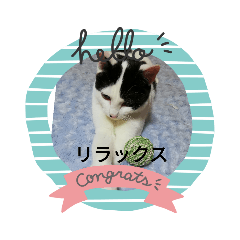[LINEスタンプ] 猫だょ