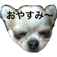 [LINEスタンプ] さぶこたスタンプ！