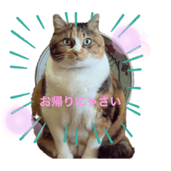 [LINEスタンプ] 三毛猫サラのスタンプ