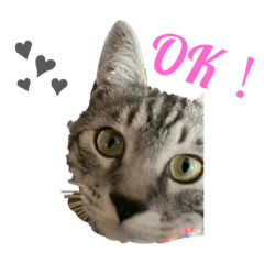 [LINEスタンプ] ぽぽとぴか