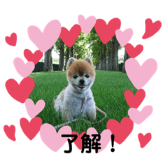[LINEスタンプ] 猫と犬と花