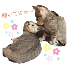 [LINEスタンプ] アメ猫ほのぼのスタンプ