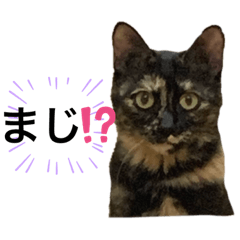 [LINEスタンプ] サランちゃんとテンちゃん