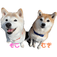 [LINEスタンプ] 柴犬 もこむぎ