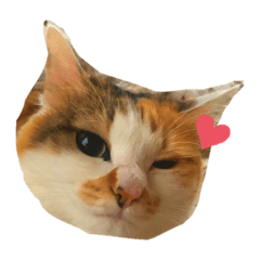 [LINEスタンプ] 三毛猫たま1