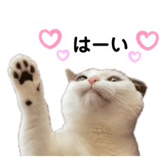 [LINEスタンプ] 猫 マンチカン Ⅳ