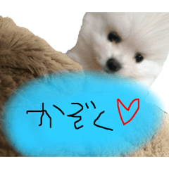 [LINEスタンプ] this is 毛玉