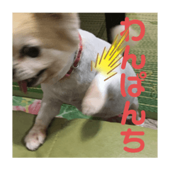 [LINEスタンプ] ここあわんわんにゃん
