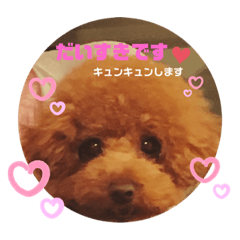 [LINEスタンプ] トイプードルのもっちゃんDailyスタンプ①