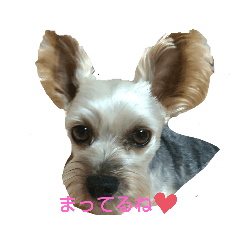 [LINEスタンプ] ユル犬メメ太