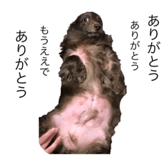 [LINEスタンプ] 噛む犬は噛むけど、噛まへん犬は噛まへん
