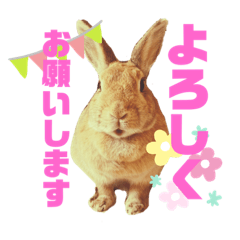 [LINEスタンプ] ちゃんぴなの日常