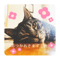 [LINEスタンプ] 猫(オシキャット)の清水梅さん～forever～