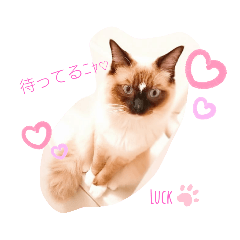 [LINEスタンプ] ラグドール♡Luck♡Part①