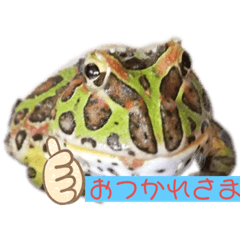[LINEスタンプ] カエル2