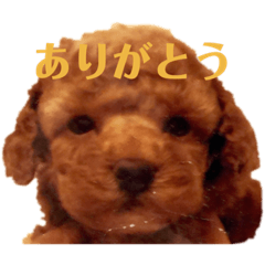 [LINEスタンプ] Brownie・Noah