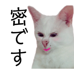[LINEスタンプ] 猫学生の日常〜コロナ対策を添えて〜