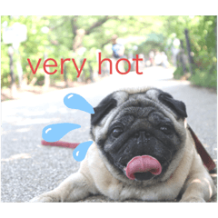[LINEスタンプ] アオバの気分