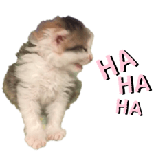 [LINEスタンプ] 三毛猫たま2