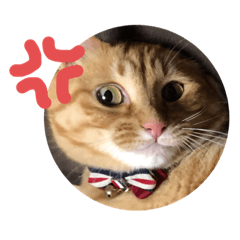 [LINEスタンプ] 茶トラねこの日常スタンプ2