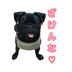 [LINEスタンプ] 愛犬あむスタンプ①