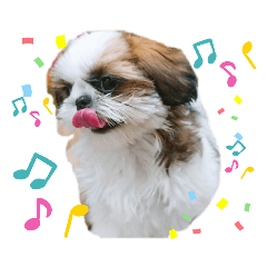 [LINEスタンプ] シーズー♡Lea♡Part①