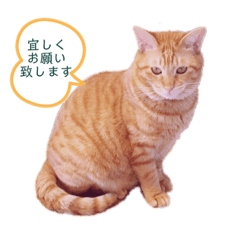 [LINEスタンプ] ぐり坊 4