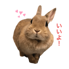 [LINEスタンプ] うさぎのミミさん