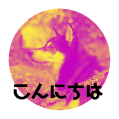 [LINEスタンプ] カラフル黒柴