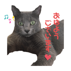 [LINEスタンプ] アメリカンショートヘアのBiviちゃん