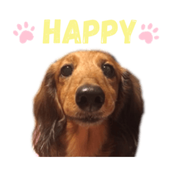 [LINEスタンプ] ダックスフンドのハッピー 《日常》
