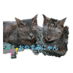 [LINEスタンプ] catスタンプ