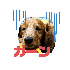 [LINEスタンプ] ダックス・BON3