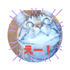 [LINEスタンプ] メタボ猫ですけどシリーズ3
