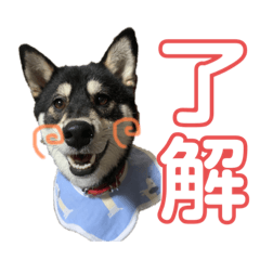 [LINEスタンプ] 豆黒柴あーちゃん