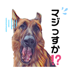 [LINEスタンプ] ジャーマンシェパードわらびときぃる