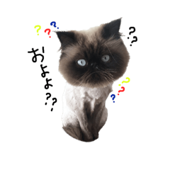 [LINEスタンプ] わたしのニャンズ