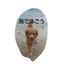 [LINEスタンプ] カール君のスタンプ