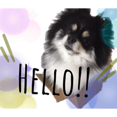 [LINEスタンプ] ポメラニアンのこまち①