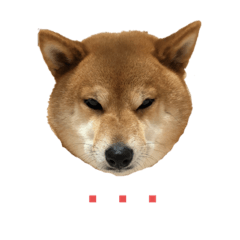 [LINEスタンプ] 柴犬マリンお嬢様 1