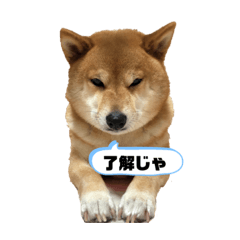[LINEスタンプ] 柴犬マリンお嬢様 3