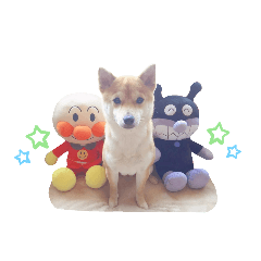 [LINEスタンプ] 柴犬 すたんぷ part3