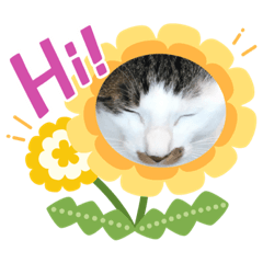 [LINEスタンプ] うちのニャンコロベー3