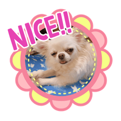 [LINEスタンプ] チワワのあむくん 第2弾