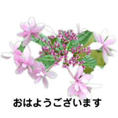 [LINEスタンプ] お花が好きな方に使って欲しいです！