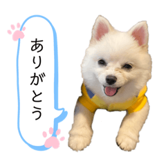 [LINEスタンプ] ポメラニアンのボスくん