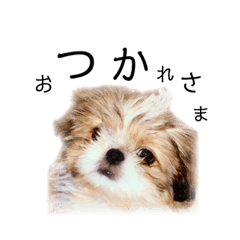 [LINEスタンプ] シーズーのソフィーちゃん