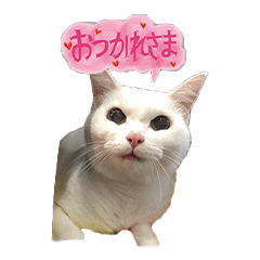 [LINEスタンプ] 白猫 ももつぁん